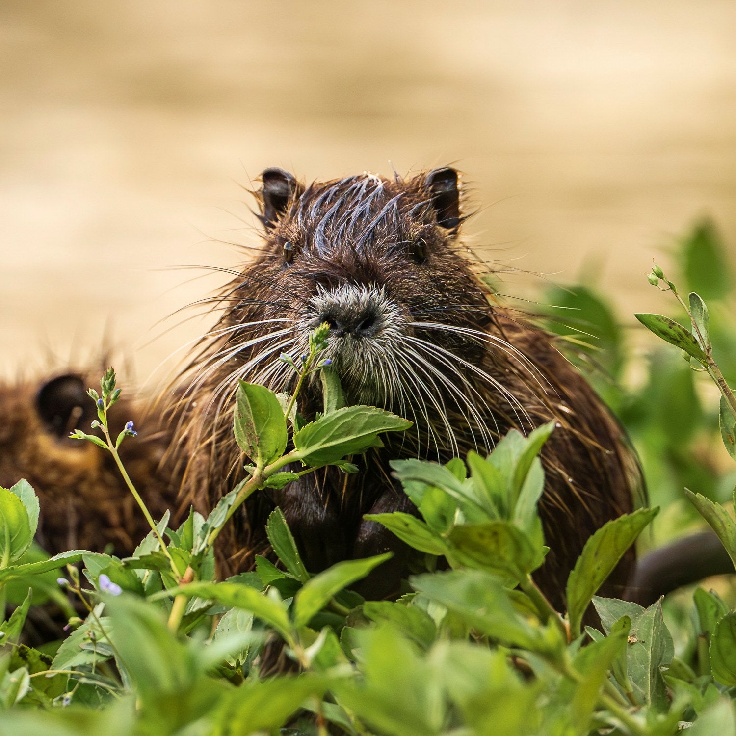 st-nutria-07