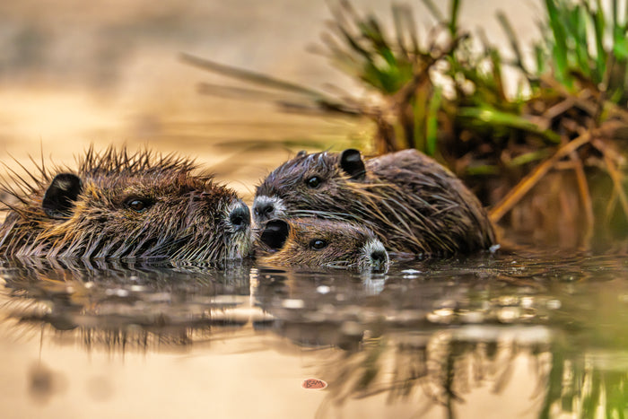 Nutria 09