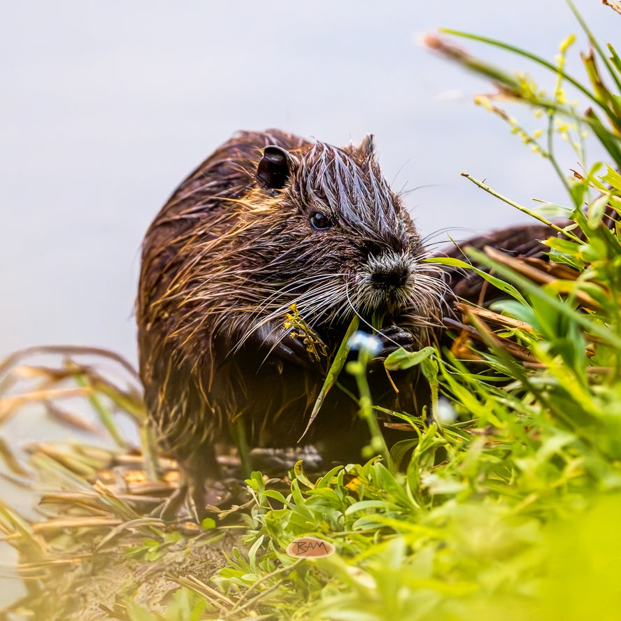 A wild NUTRIA appeared!