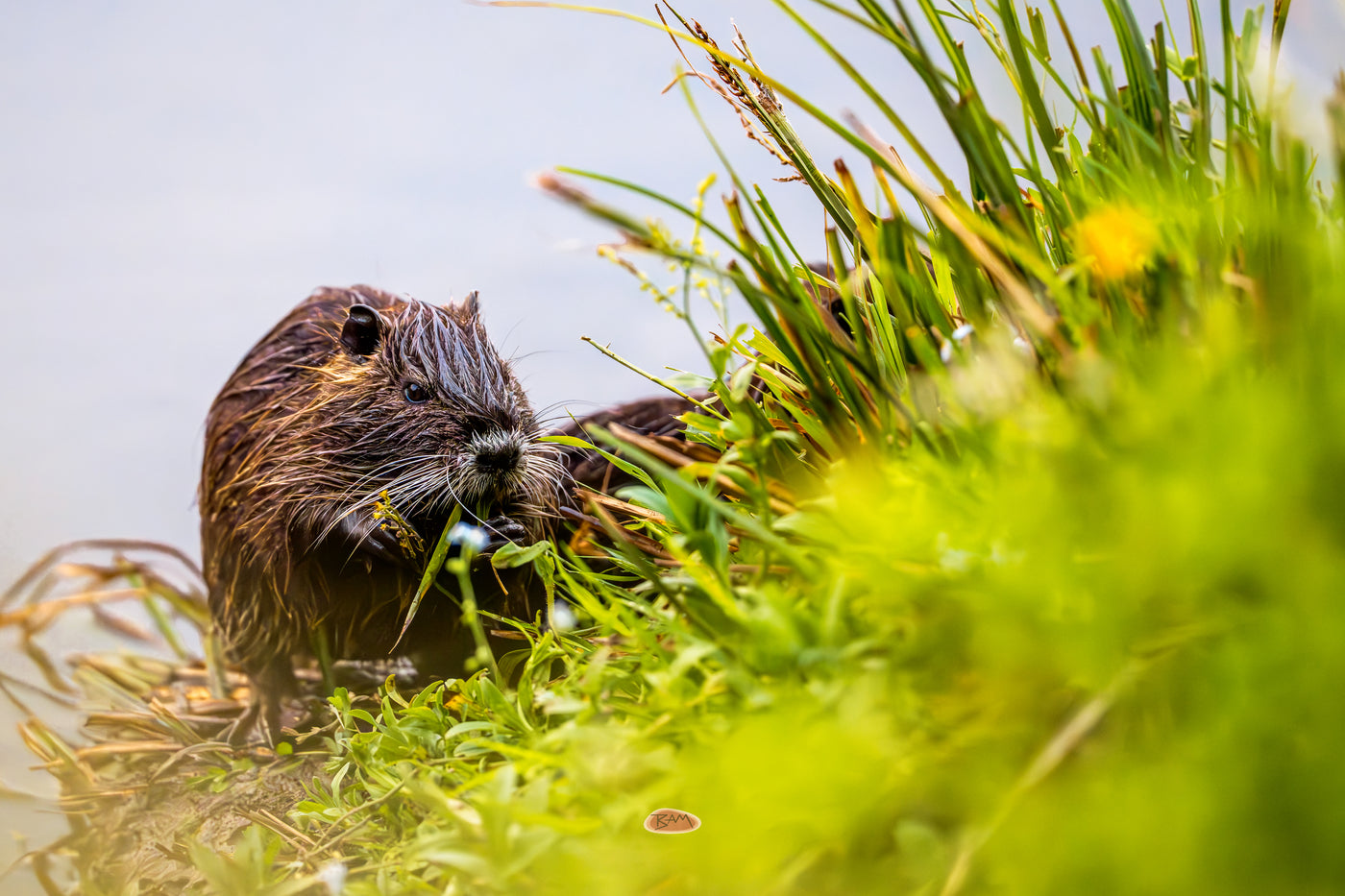 Nutria Collection 01