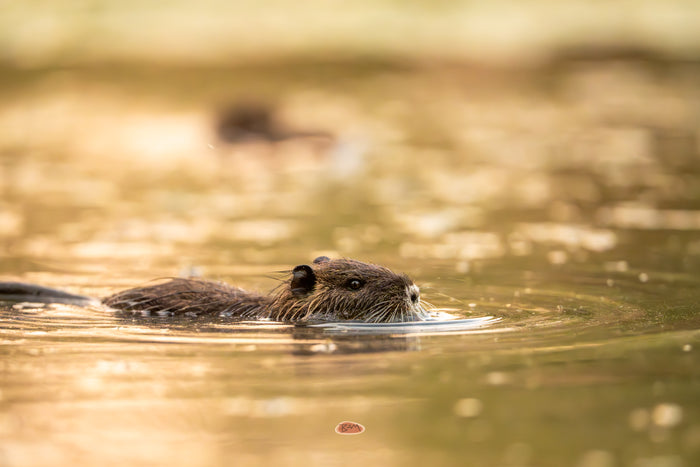 Nutria 13