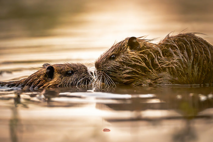 Nutria 15
