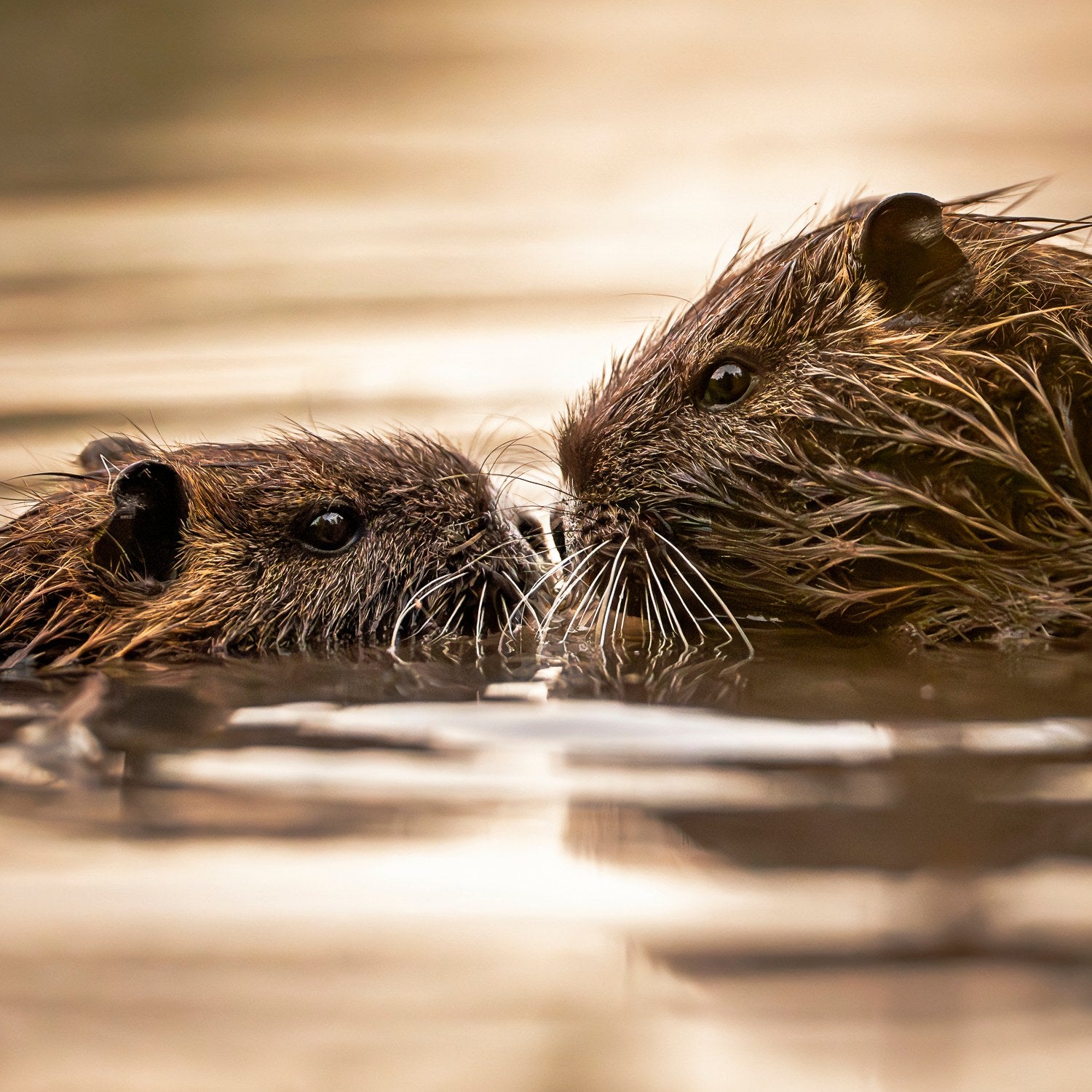 st-nutria-15