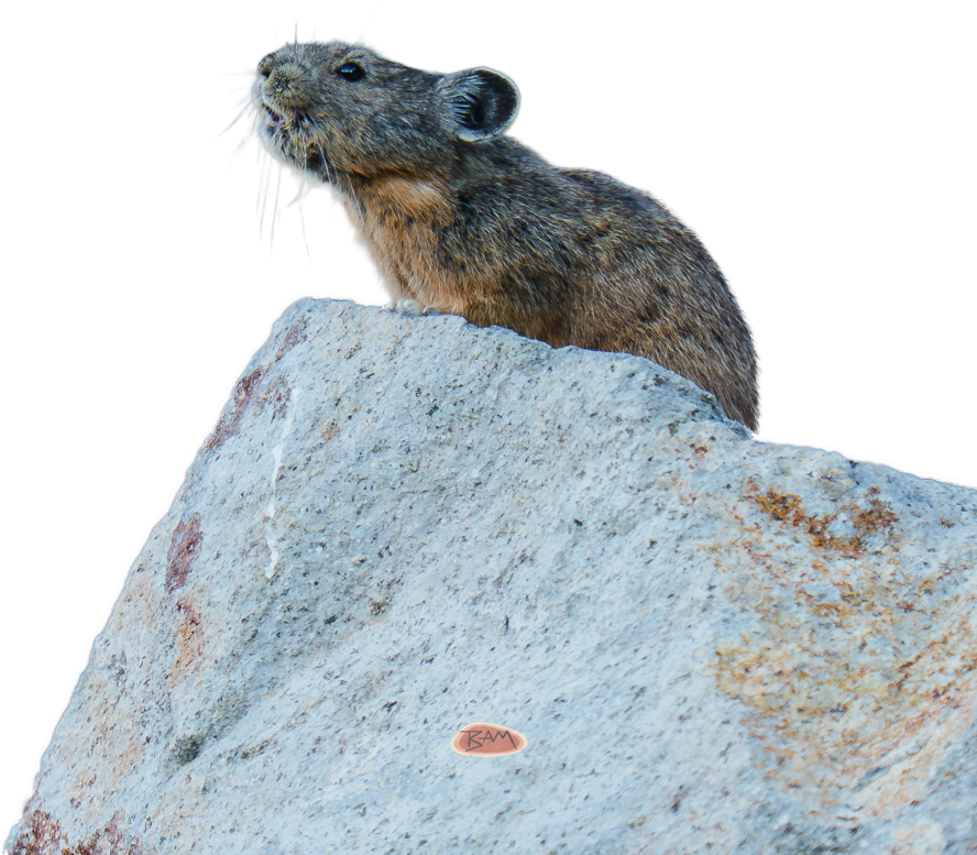 A wild PIKA appeared!