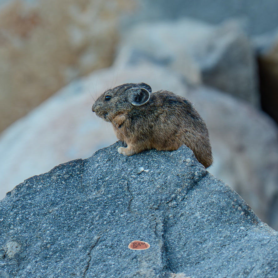 A wild PIKA appeared!