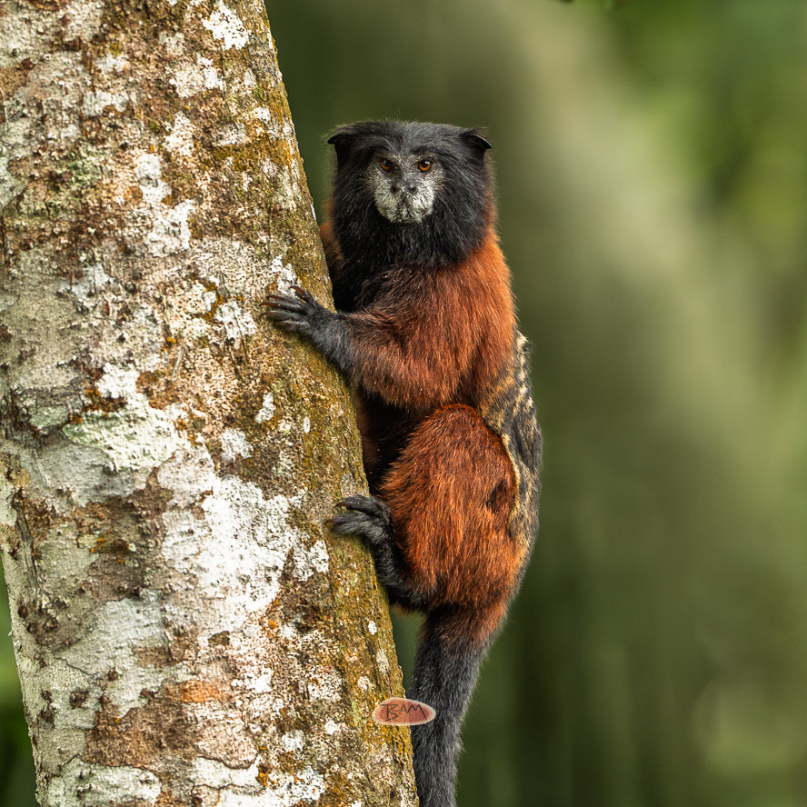 A wild RED MANTLE SADDLE BACK TAMARIN appeared!