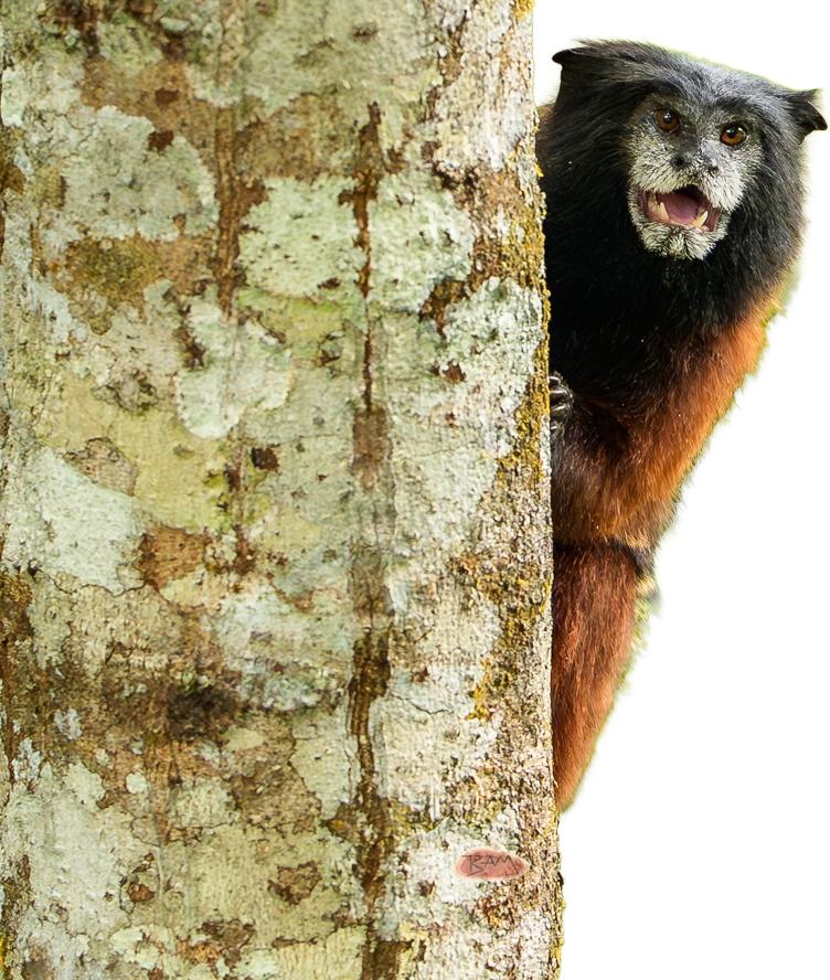 A wild RED MANTLE SADDLE BACK TAMARIN appeared!