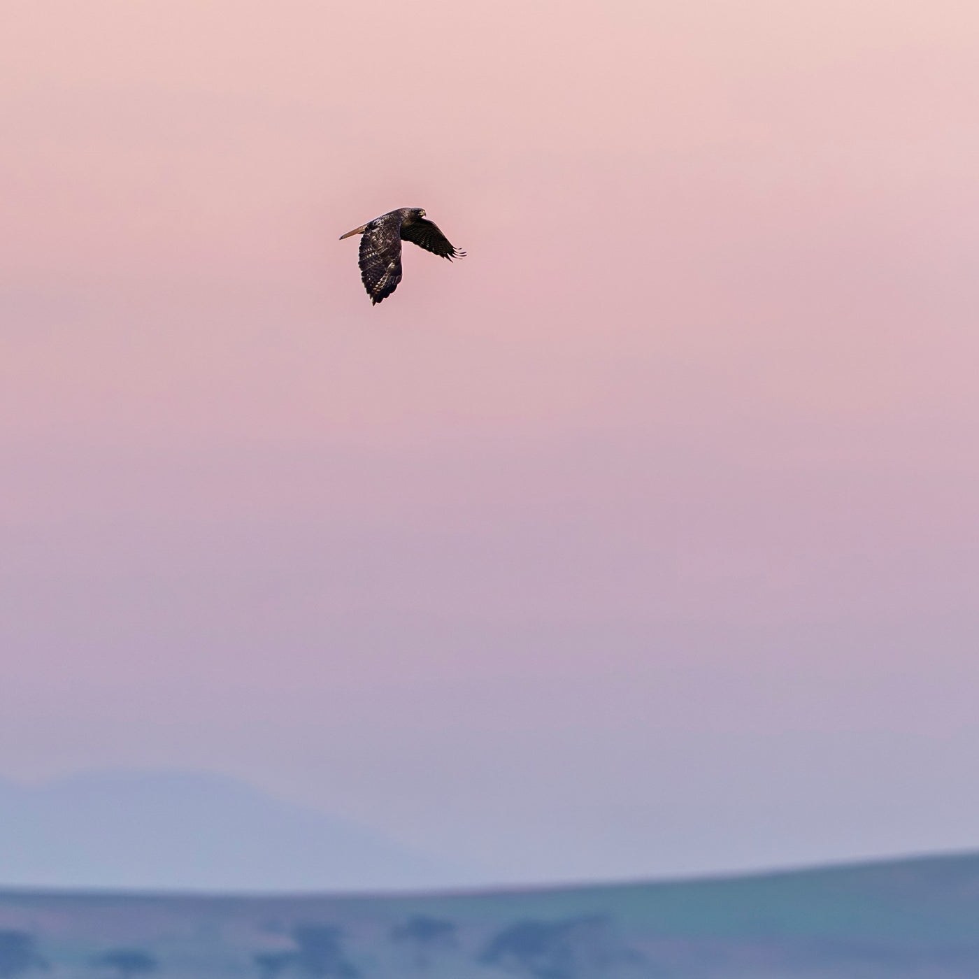 Red Tailed Hawk 01