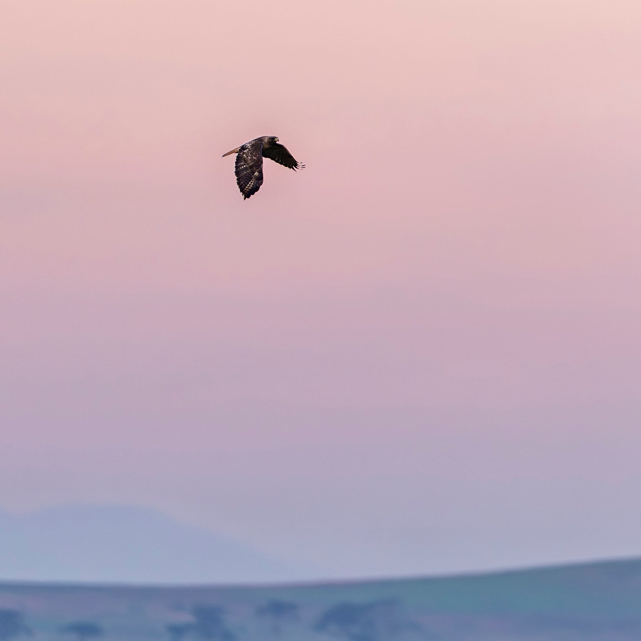 ss-red-tailed-hawk-01