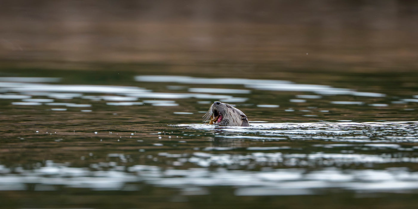 River Otter 02