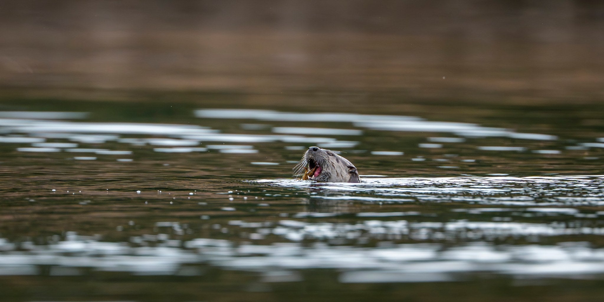 hs-river-otter-02