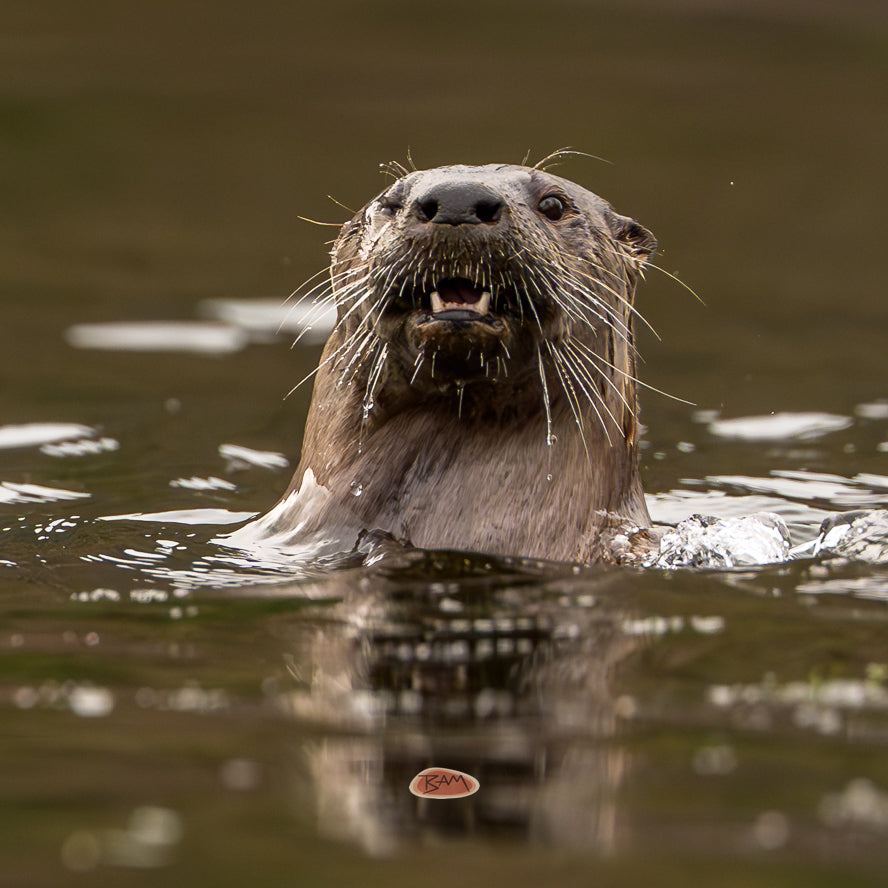 A wild RIVER OTTER appeared!