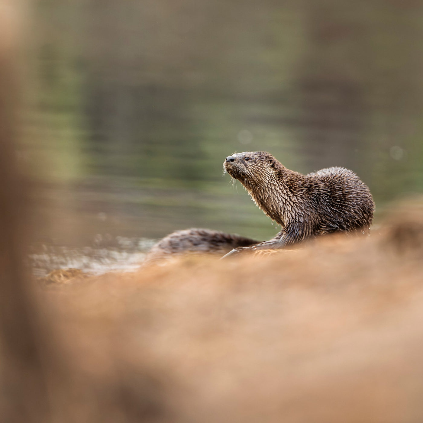 River Otter 04