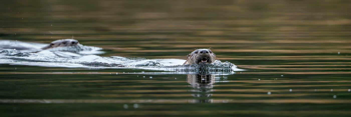 River Otter 06