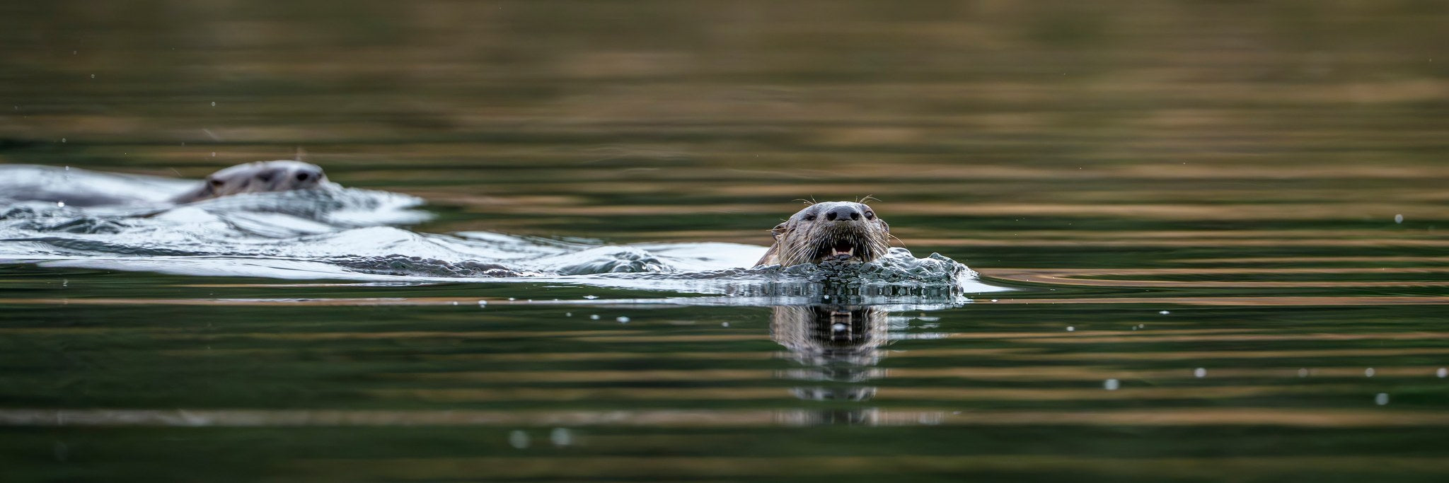 hm-river-otter-06