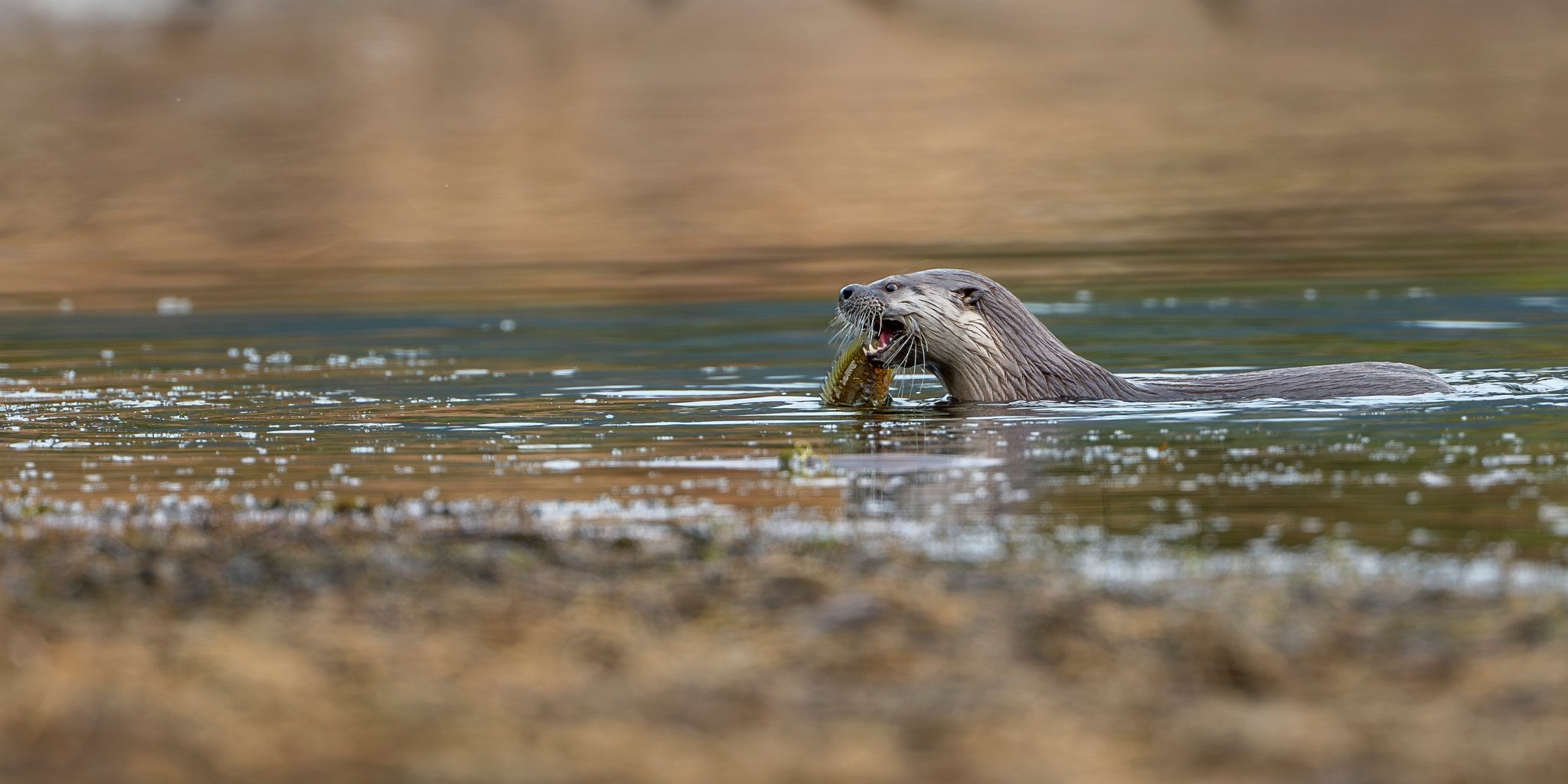 hs-river-otter-08