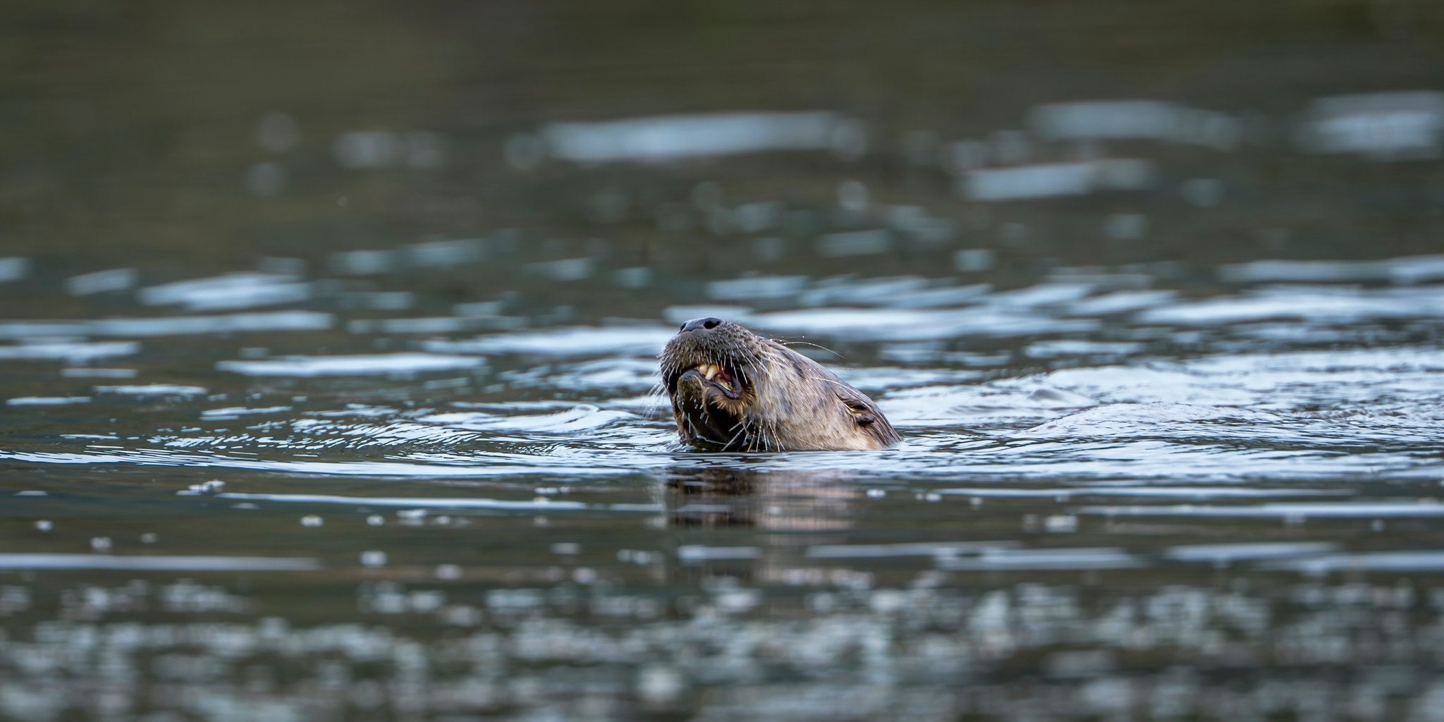hs-river-otter-09