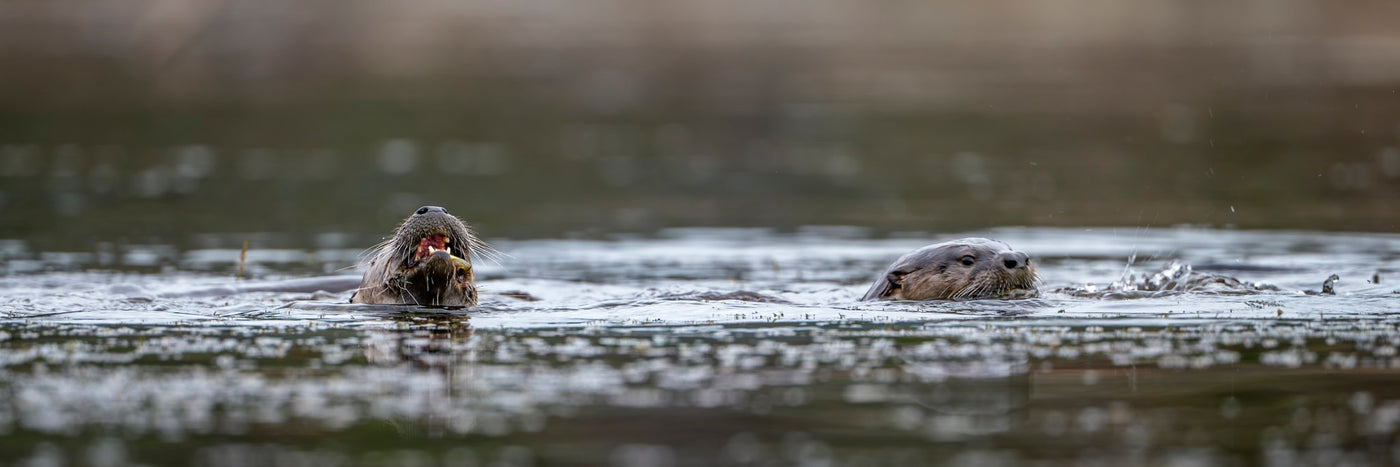 River Otter 10