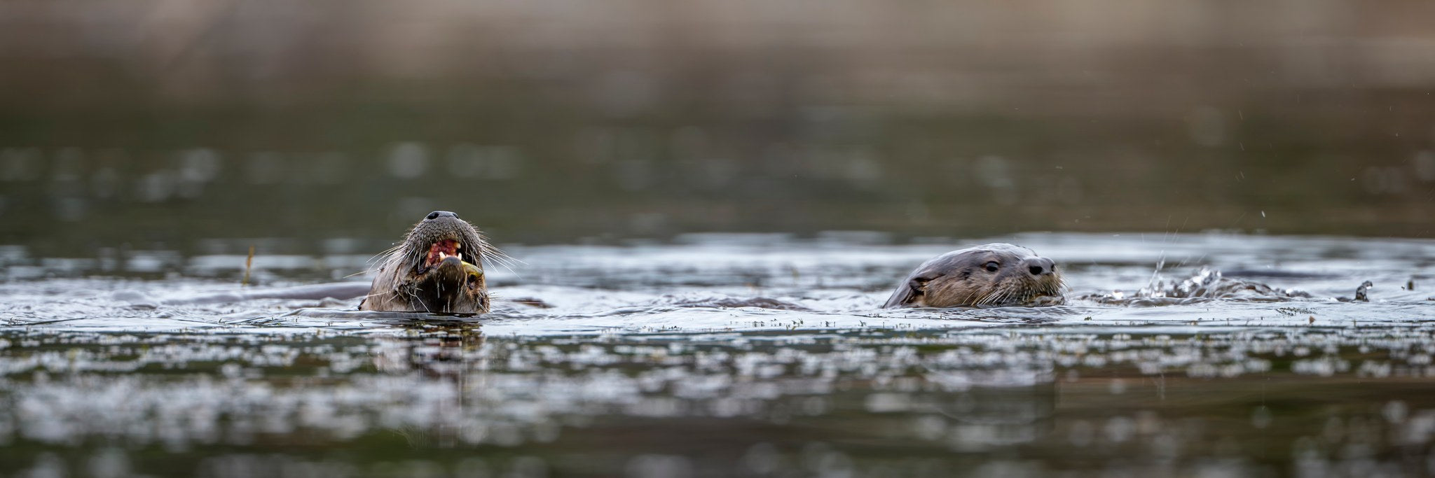 hm-river-otter-10