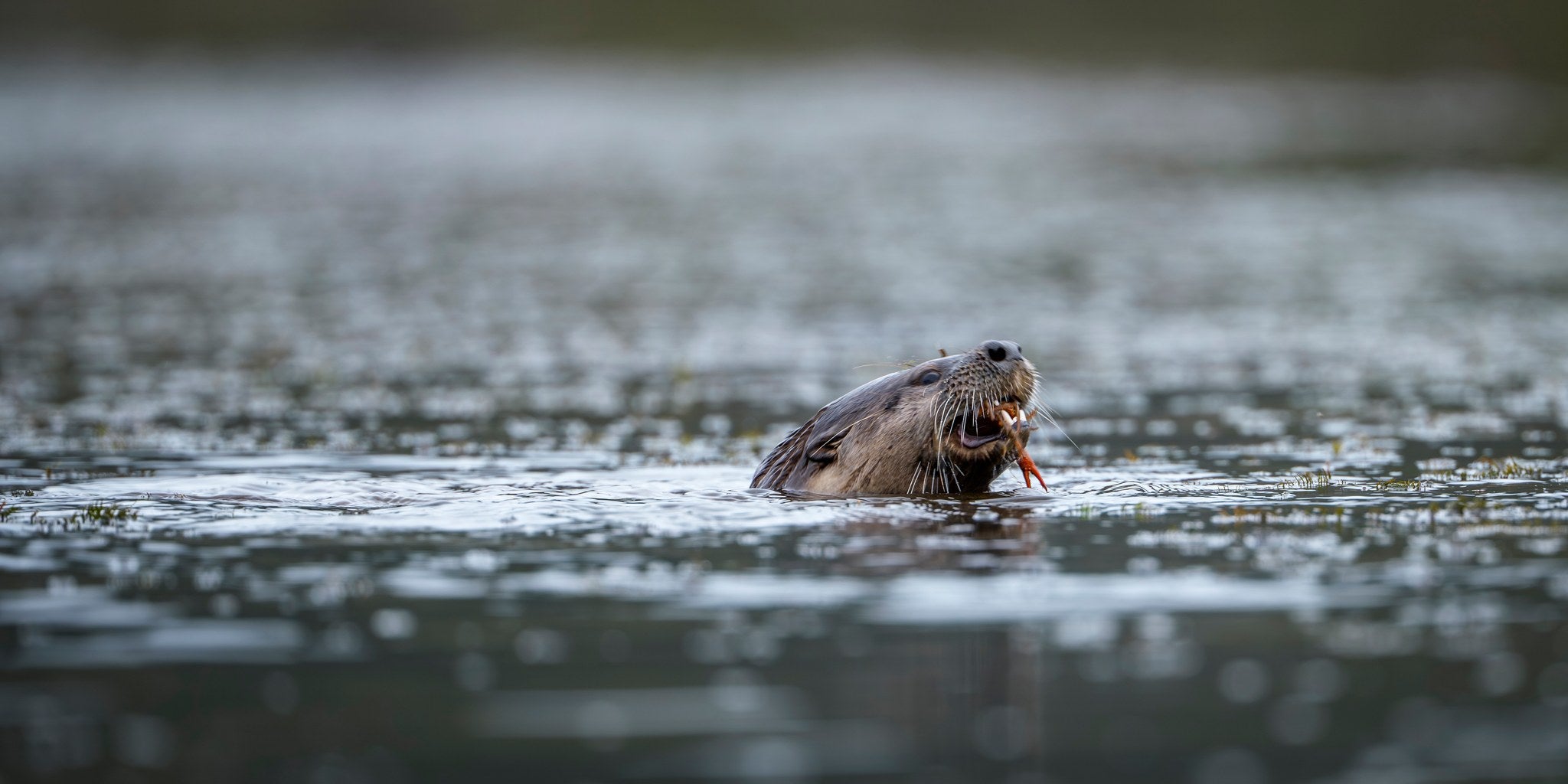 hs-river-otter-11