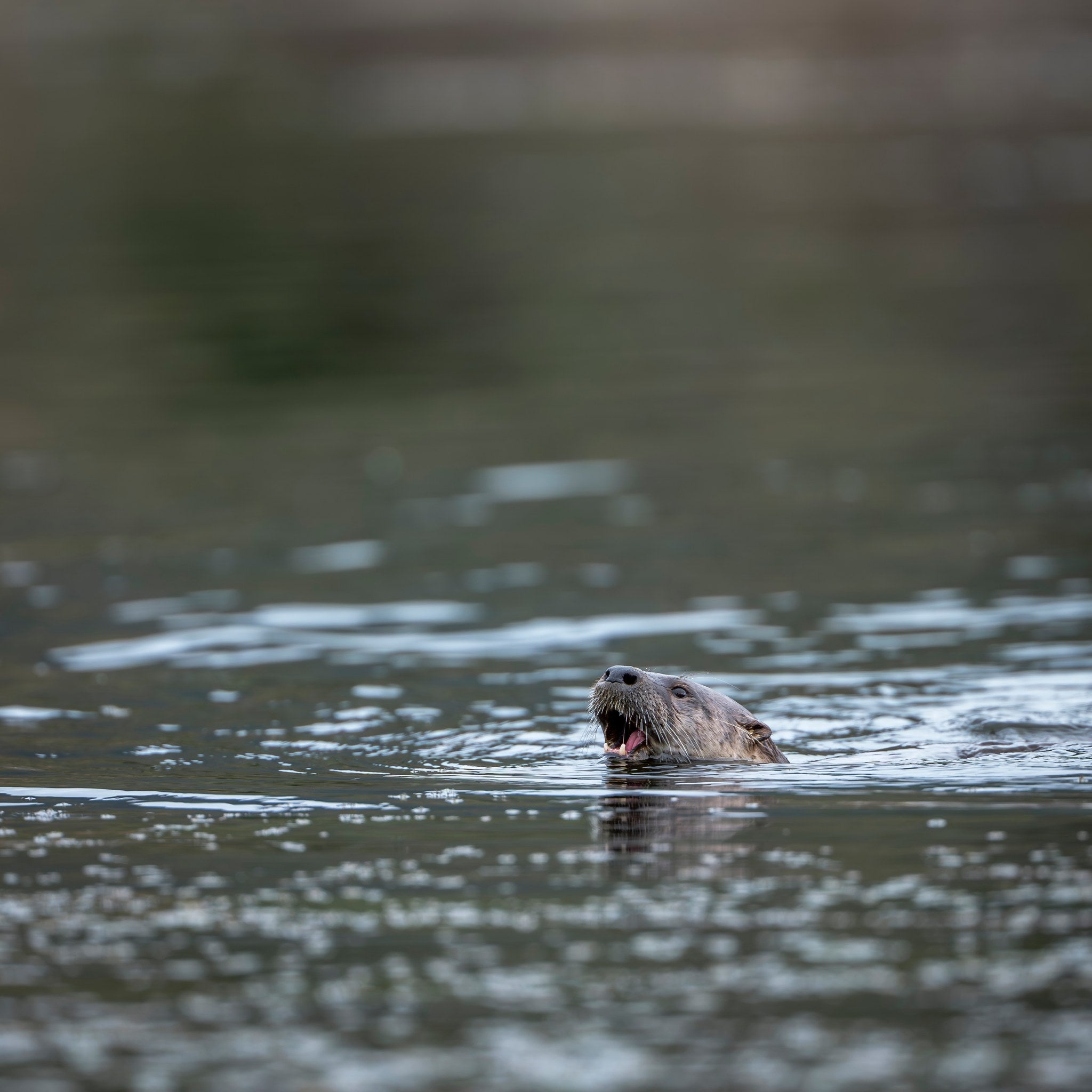 sm-river-otter-12