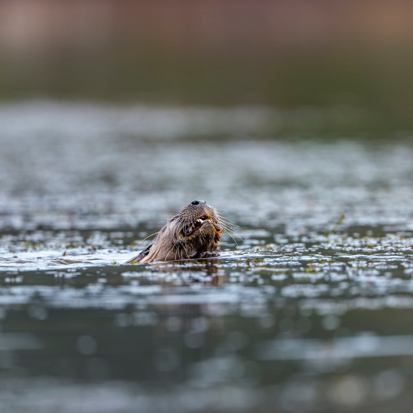 River Otter 13