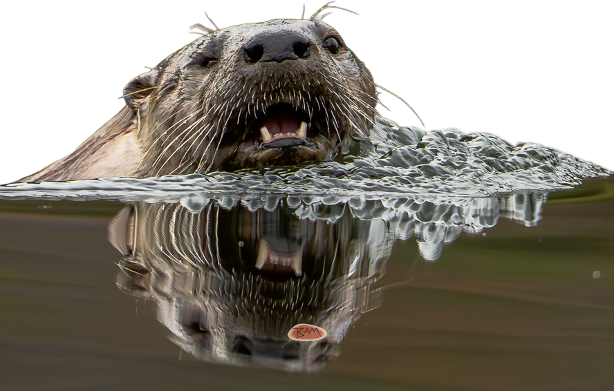 A wild RIVER OTTER appeared!
