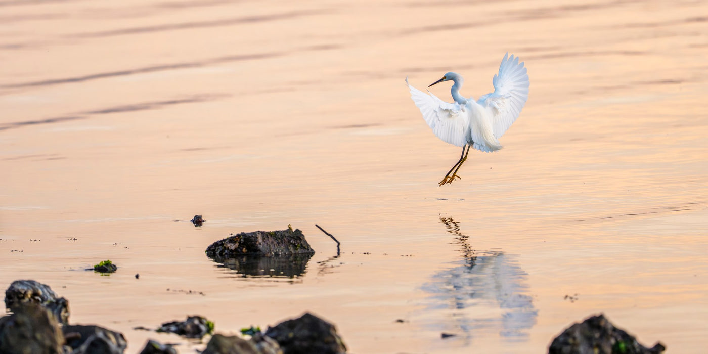 Snowy Egret 01