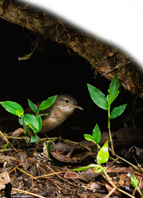 A wild SOUTHERN HOUSE WREN appeared!
