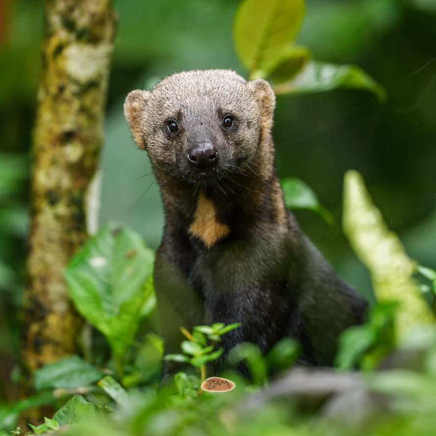 A wild TAYRA appeared!