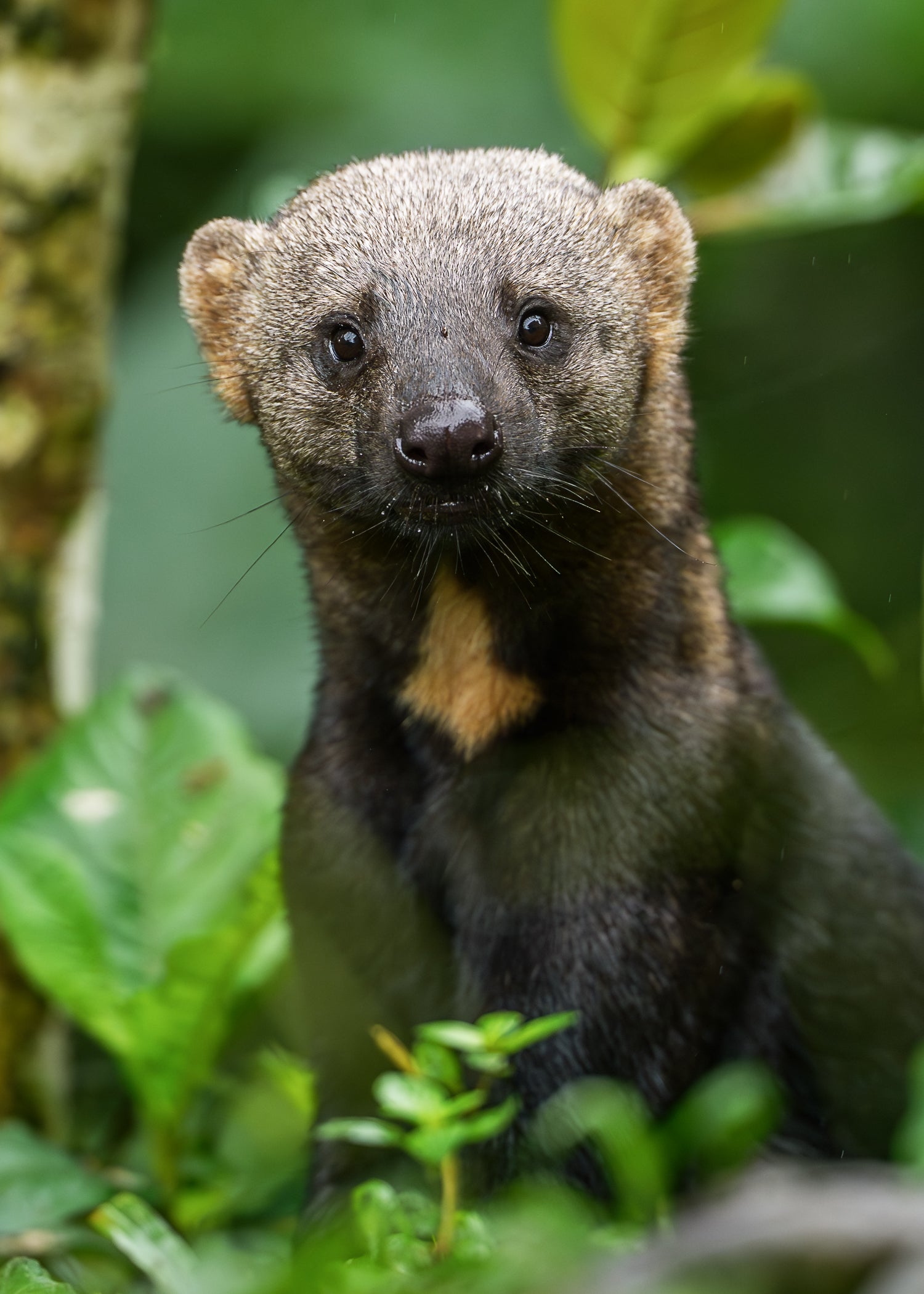 Tayra sitting alert in dense green jungle