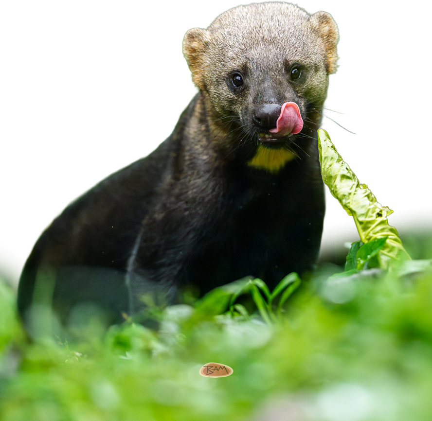 A wild TAYRA appeared!