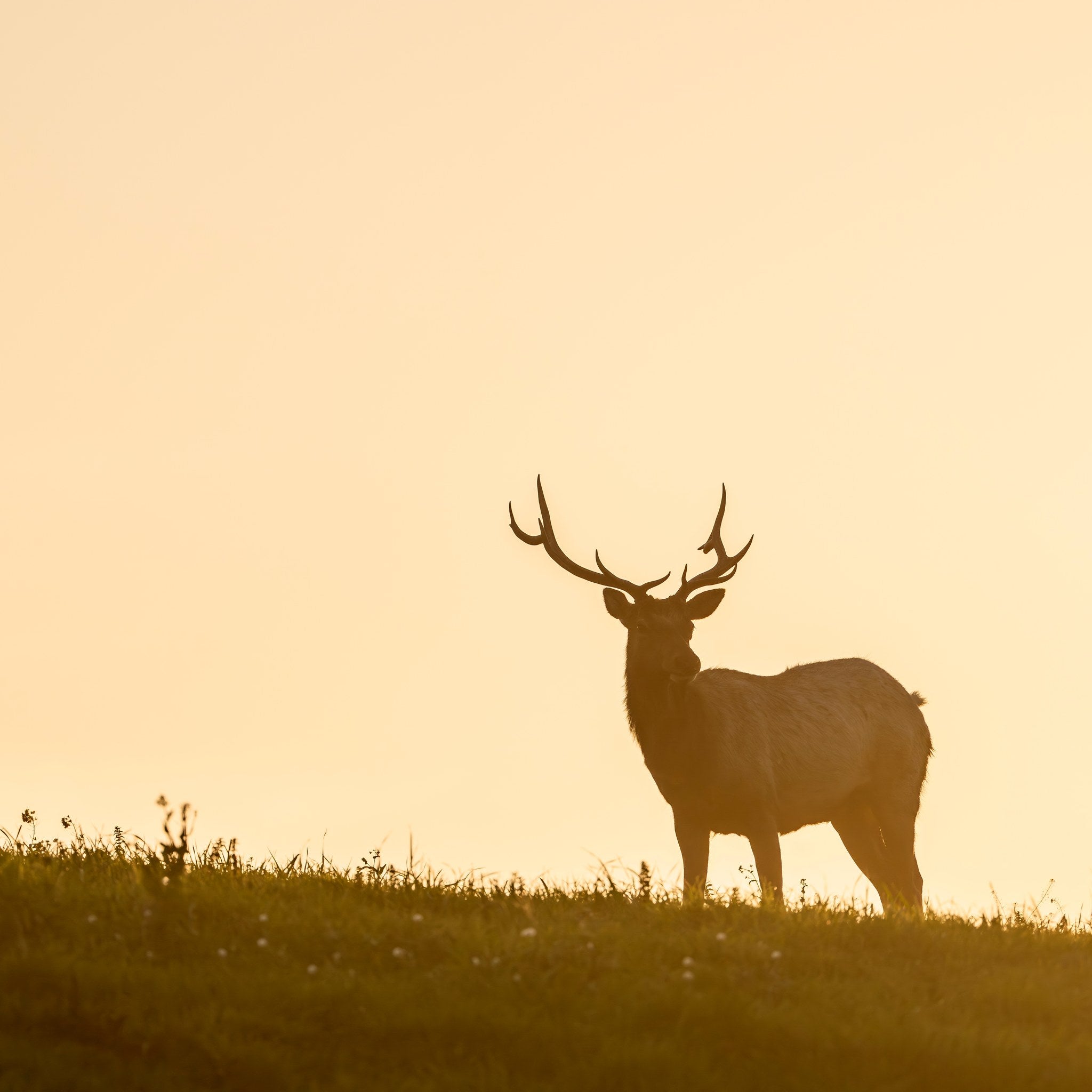 sm-tule-elk-01