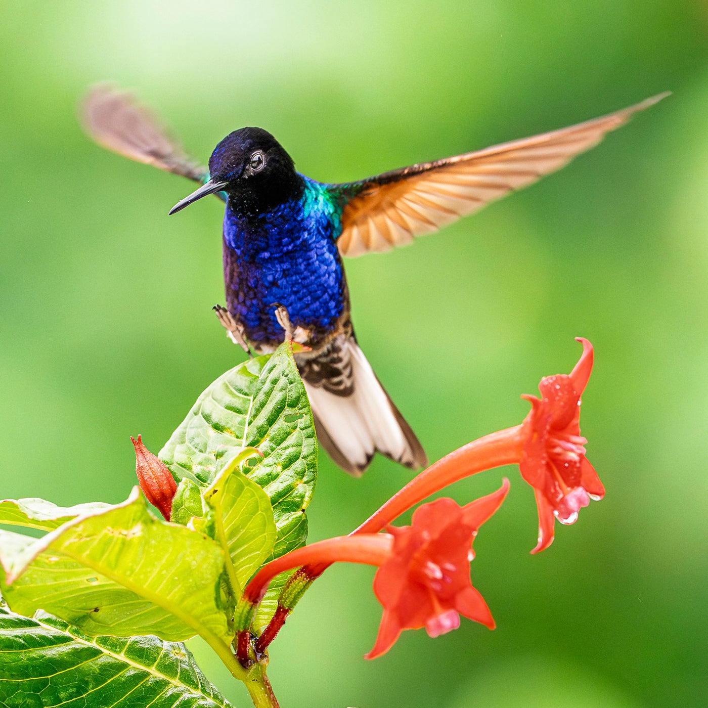 Velvet Purple Coronet 06