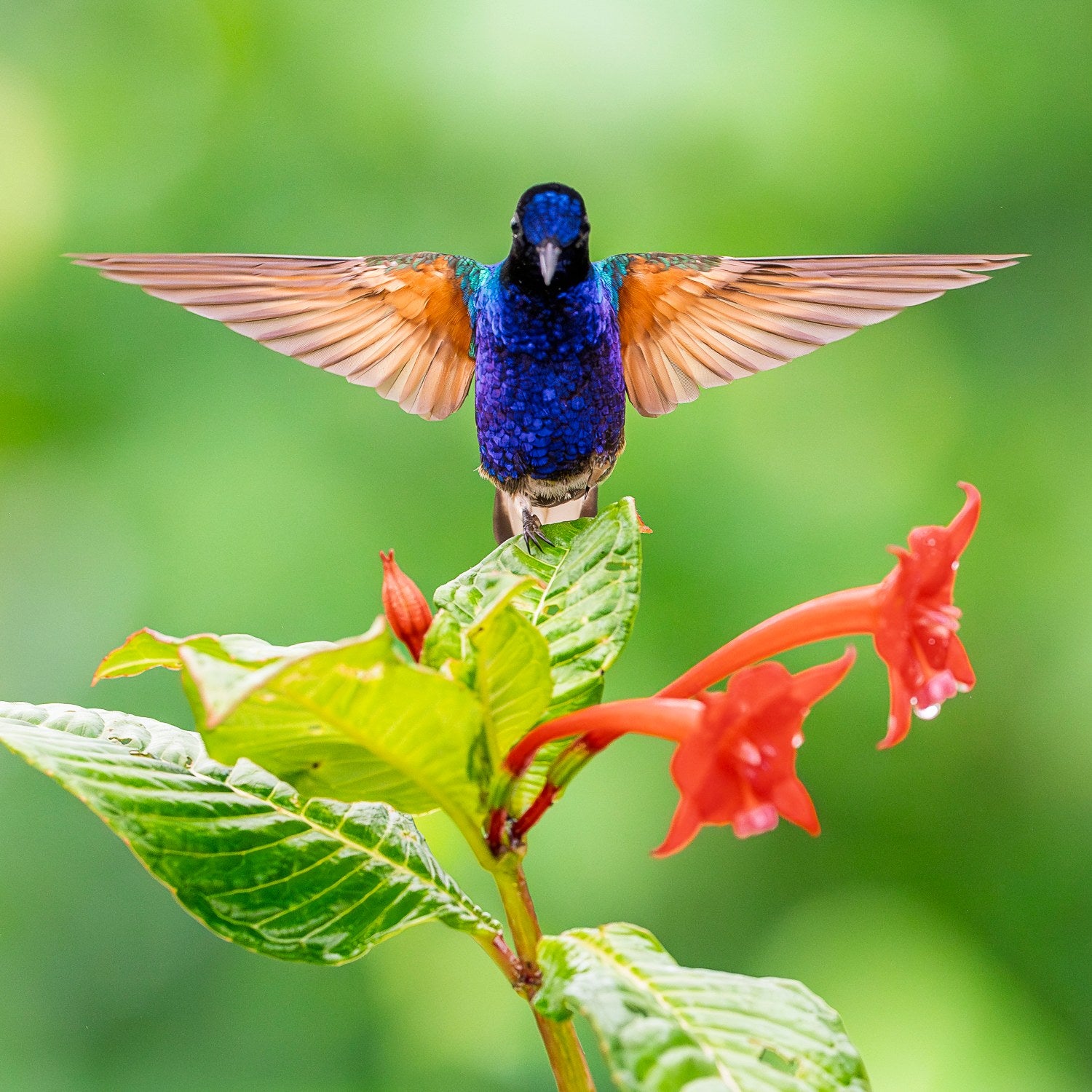 st-velvet-purple-coronet-07