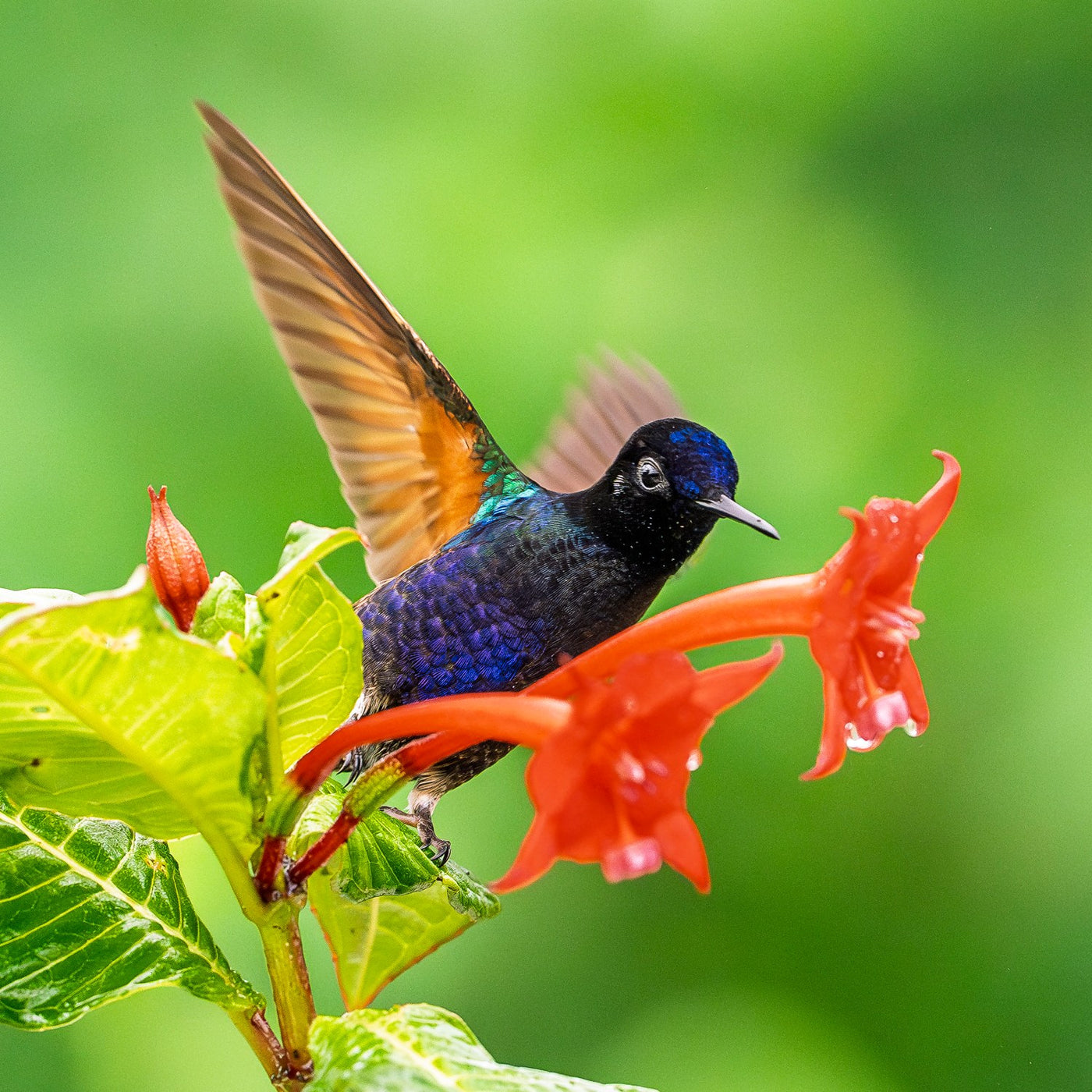Velvet Purple Coronet 08