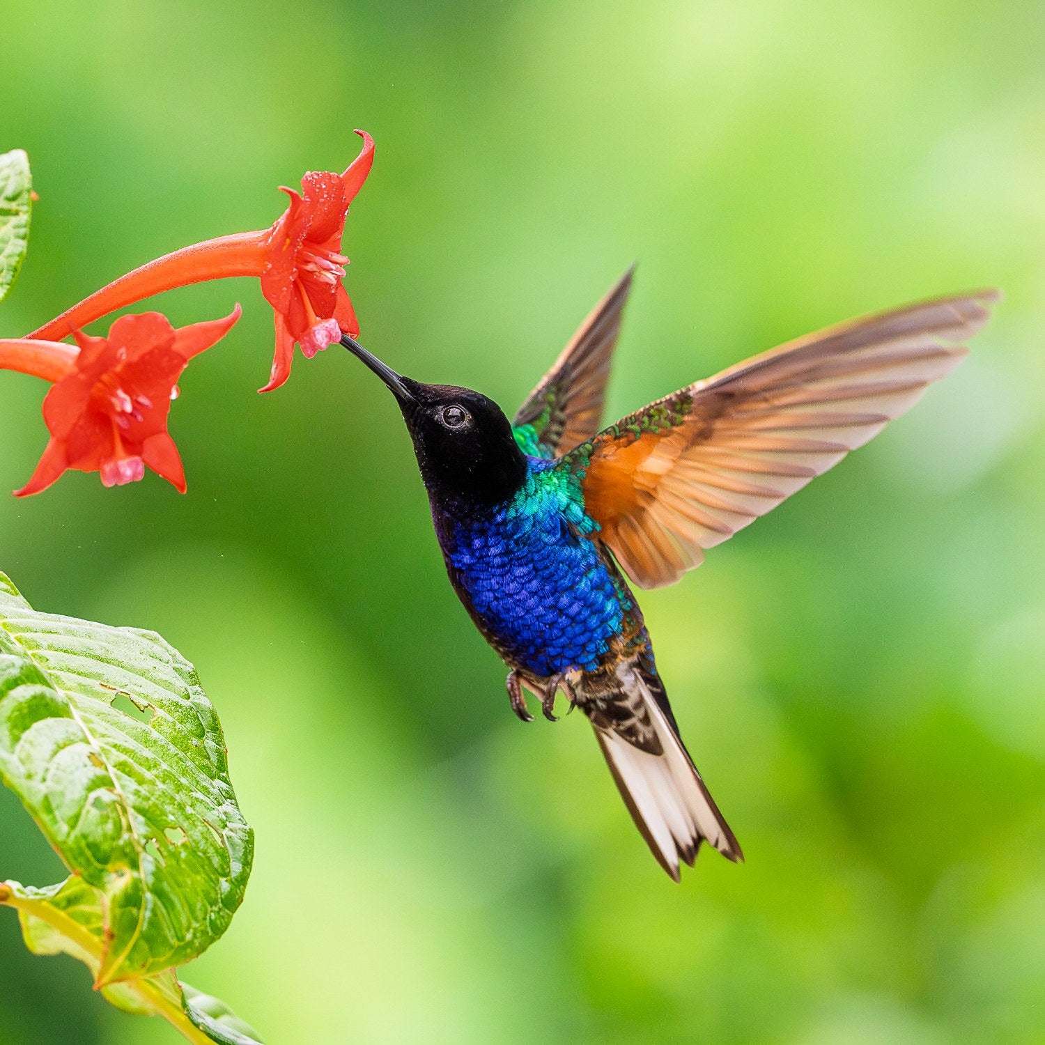 st-velvet-purple-coronet-10