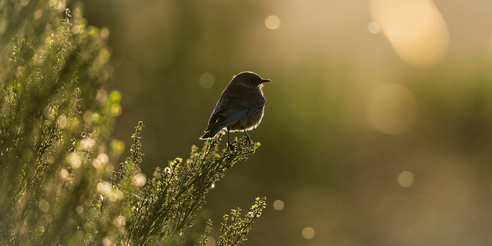 hs-western-bluebird-01