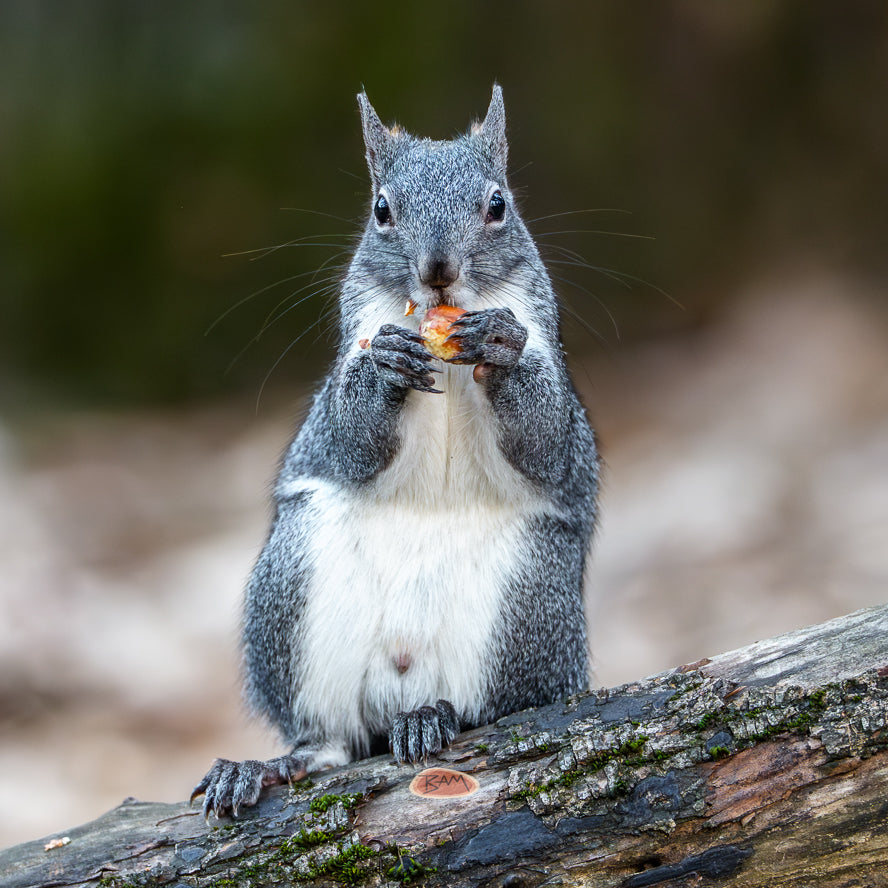 A wild WESTERN GRAY SQUIRREL appeared!