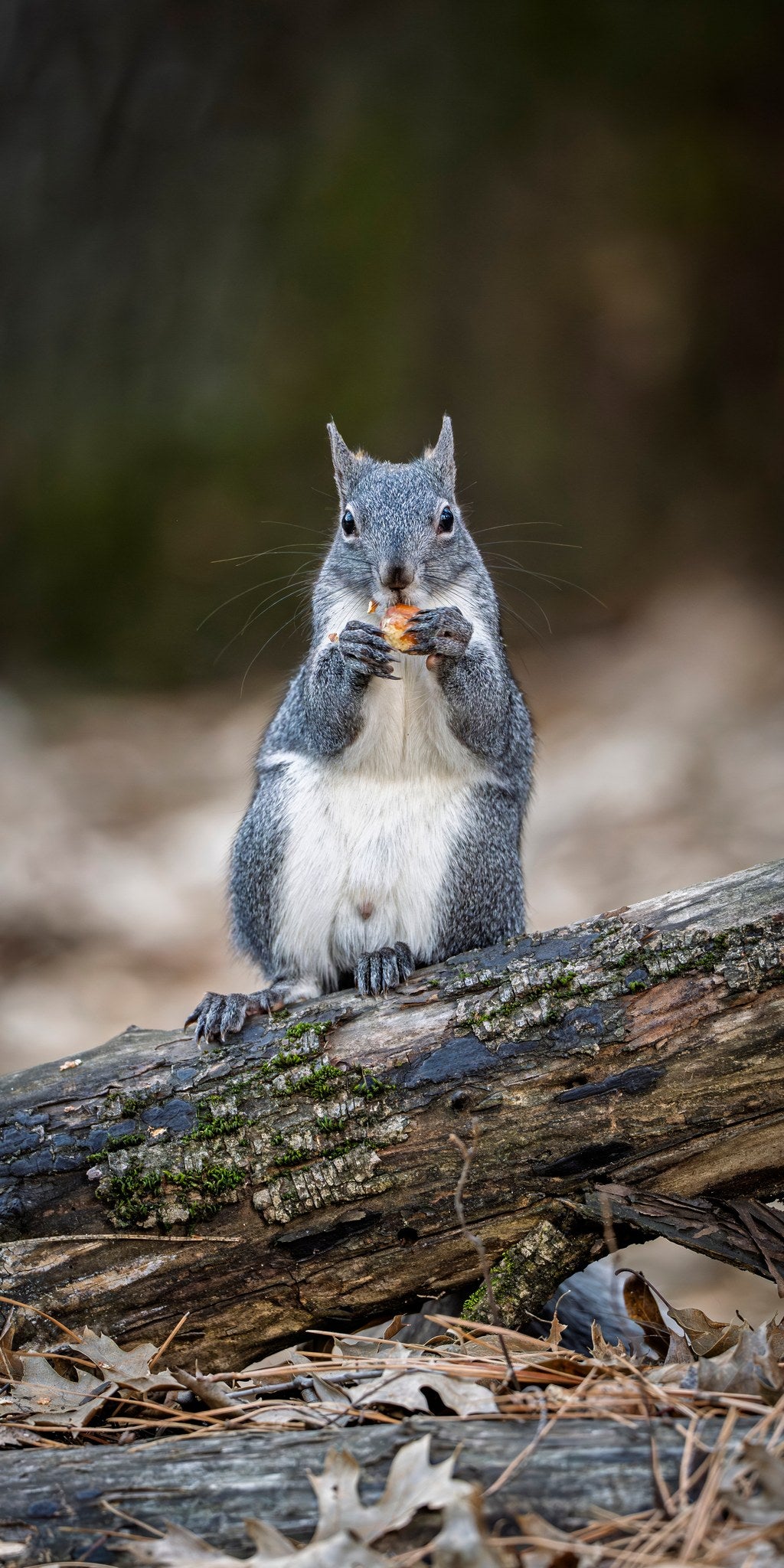 vs-western-gray-squirrel-01