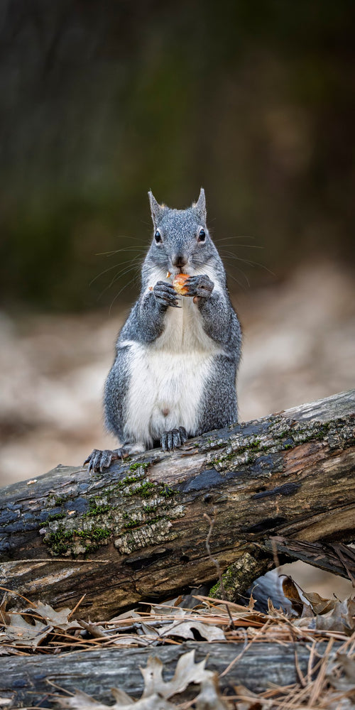 vs-western-gray-squirrel-01