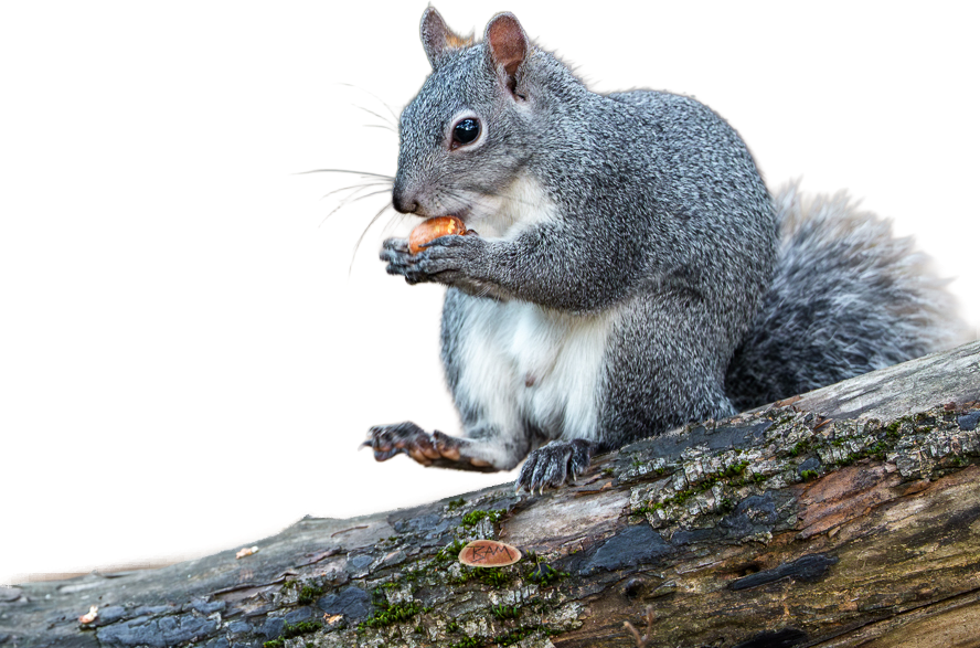 A wild WESTERN GRAY SQUIRREL appeared!