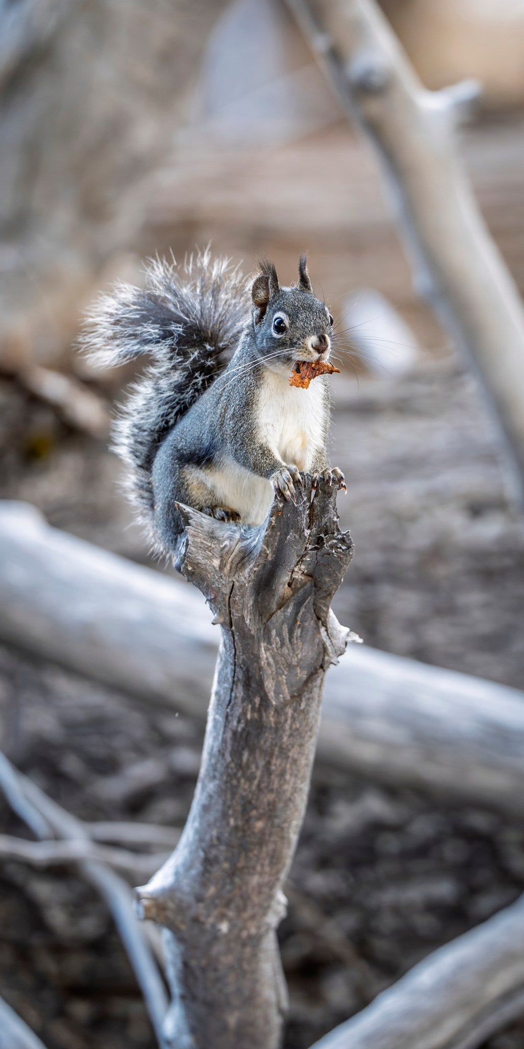 vs-western-gray-squirrel-05