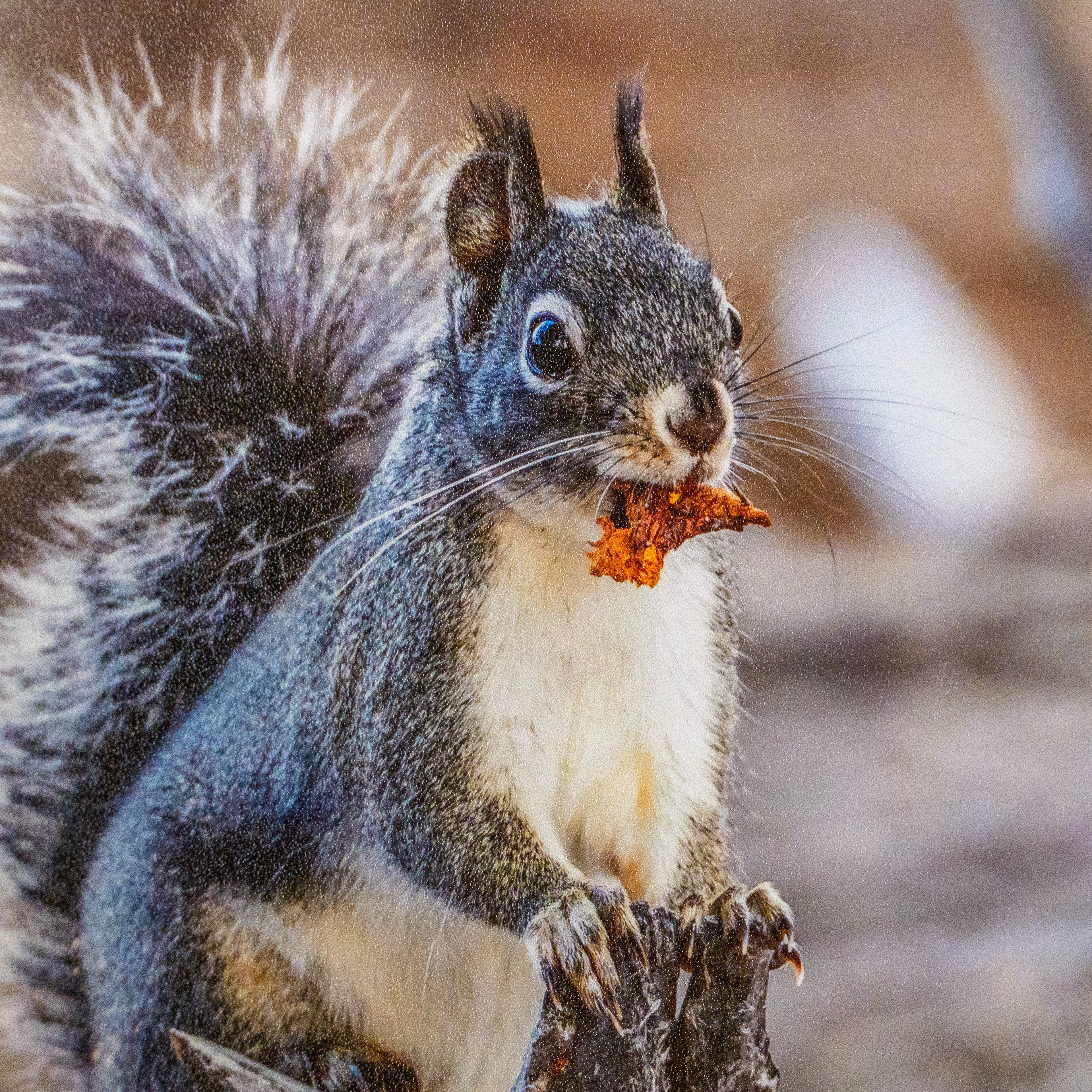 Close-up of a Bamboo Print showing a squirrel eating in crisp, fine detail
