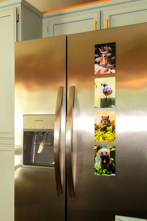 Here are some Pack Prints on his refrigerator.