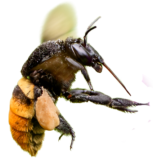 A wild BUMBLEBEE appeared!