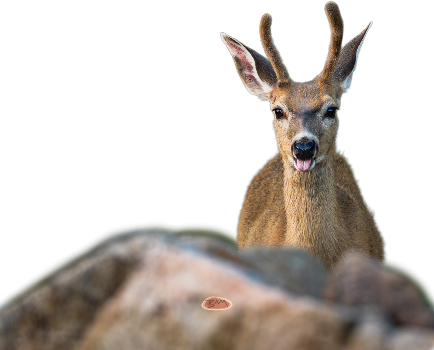 Mule Deer buck behind rocks bleating with tongue out in a green meadow